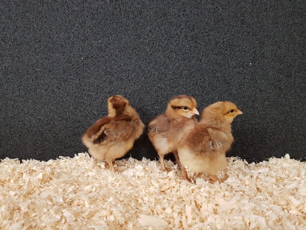 Bielefelder kriel kippen kuikens | Gesekst en Ingeënt, Dieren en Toebehoren, Pluimvee, Vrouwelijk, Kip