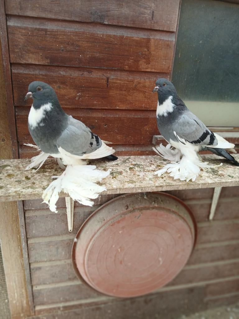 Holl.kroppers, Dieren en Toebehoren, Vogels | Duiven, Meerdere dieren, Kropper