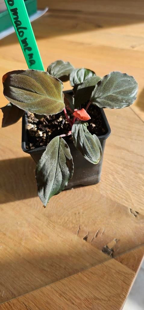 Homalomena "black velvet" paludarium plant., Ophalen of Verzenden
