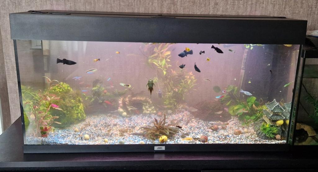 Juwel Rio 180, Dieren en Toebehoren, Vissen | Aquaria en Toebehoren, Ophalen, Zo goed als nieuw, Gevuld zoetwateraquarium