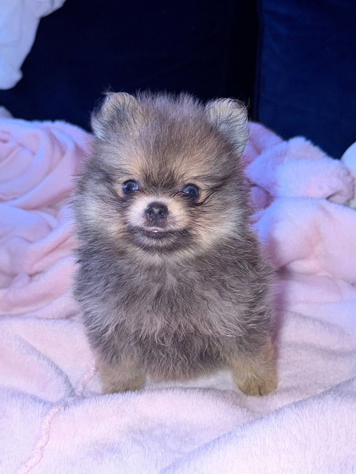 chihuahua/pomeriaan, Dieren en Toebehoren, Honden | Chihuahua's en Gezelschapshonden, Meerdere, Meerdere dieren, Chihuahua, Nederland