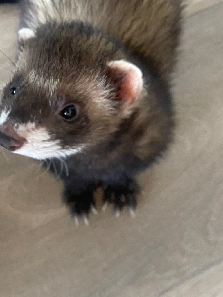 Fret, Dieren en Toebehoren, Mei, Mannelijk