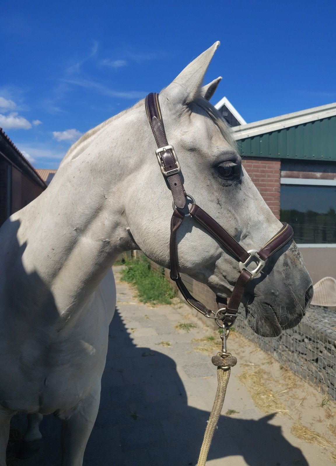 Lease paard aangeboden