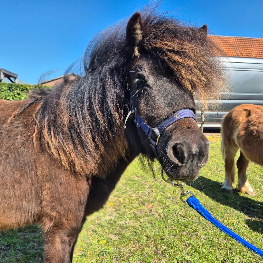 Lieve stamboek shetlander jaarling, Merrie, Minder dan 160 cm, Recreatiepaard
