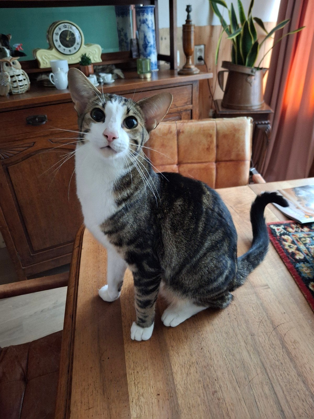 Kruising Oosterse korthaar kater., Kater
