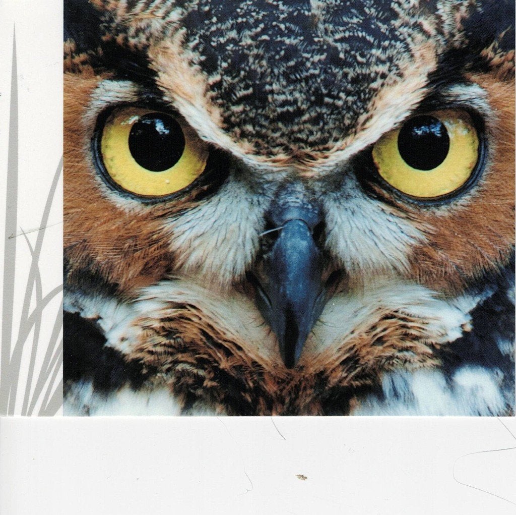 Uil Oehoe 179, Verzenden, 1980 tot heden, Gelopen, Vogel