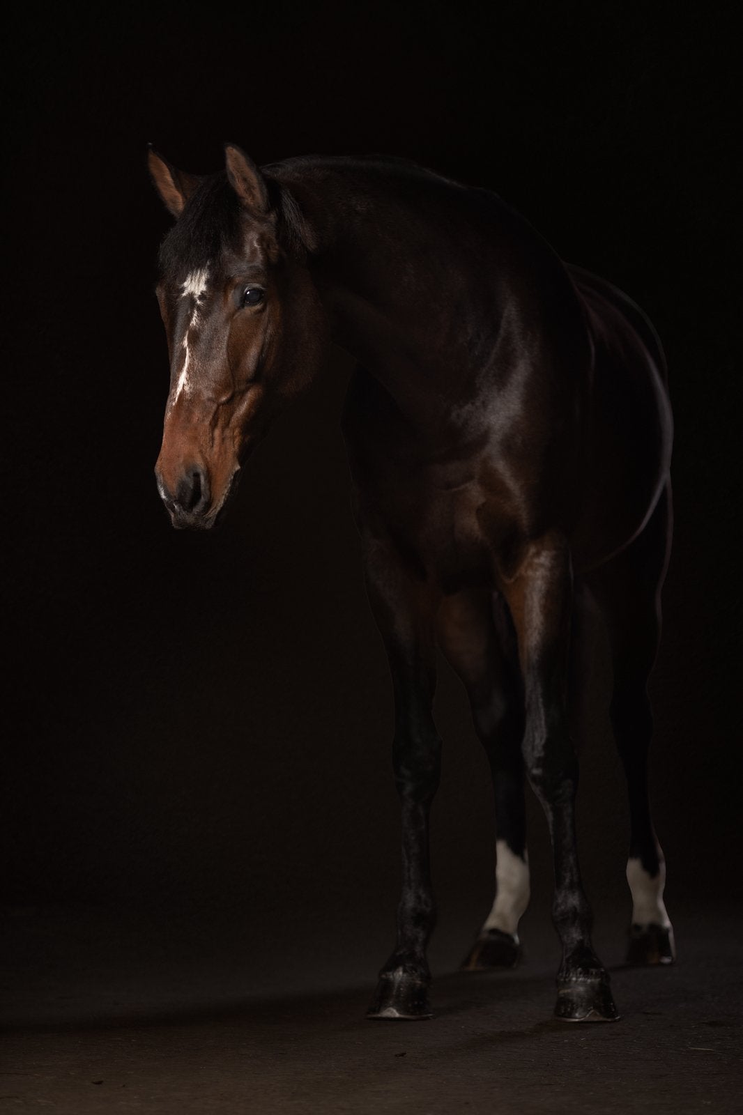 Liefdevol huisje gezocht 7 jarige merrie | GEEN HANDELAAR, Dieren en Toebehoren, Paarden, Merrie, L, 7 tot 10 jaar, Recreatiepaard