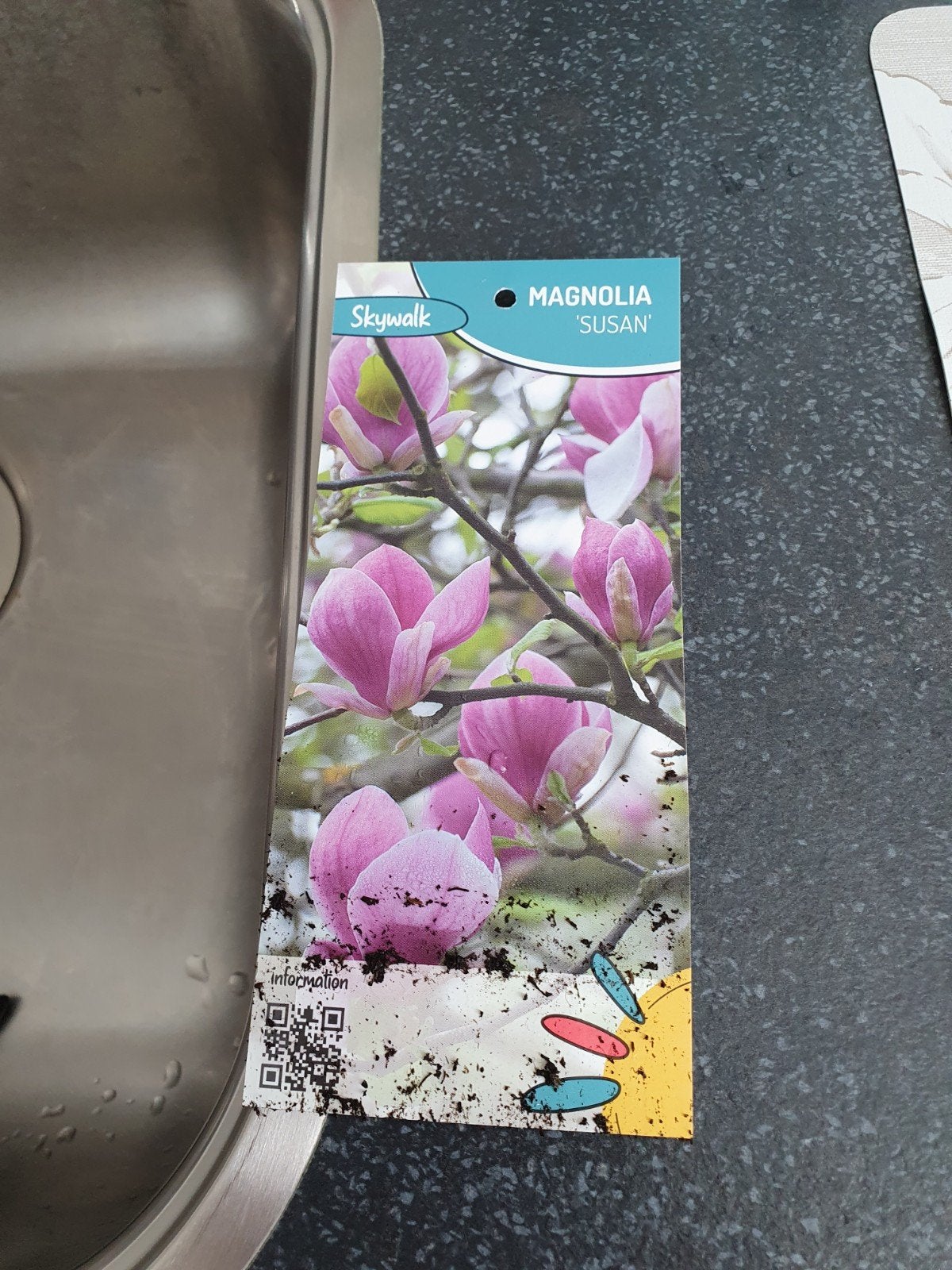 2  MAGNOLIA'S, Ophalen, Overige soorten, Volle zon