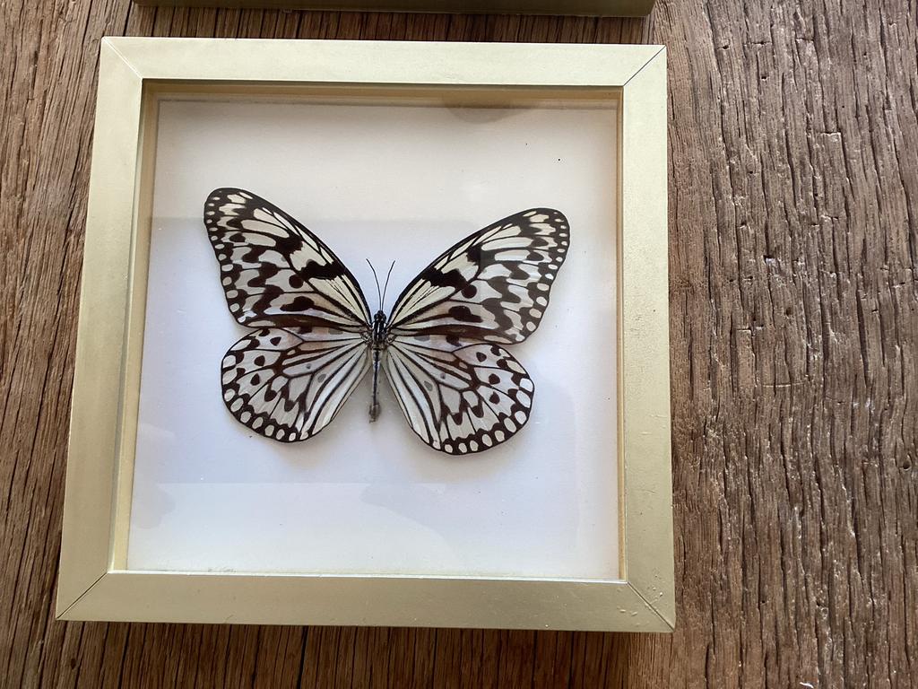 Prachtige grote vlinder in gouden lijst, Ophalen of Verzenden, Zo goed als nieuw, Insect, Opgezet dier