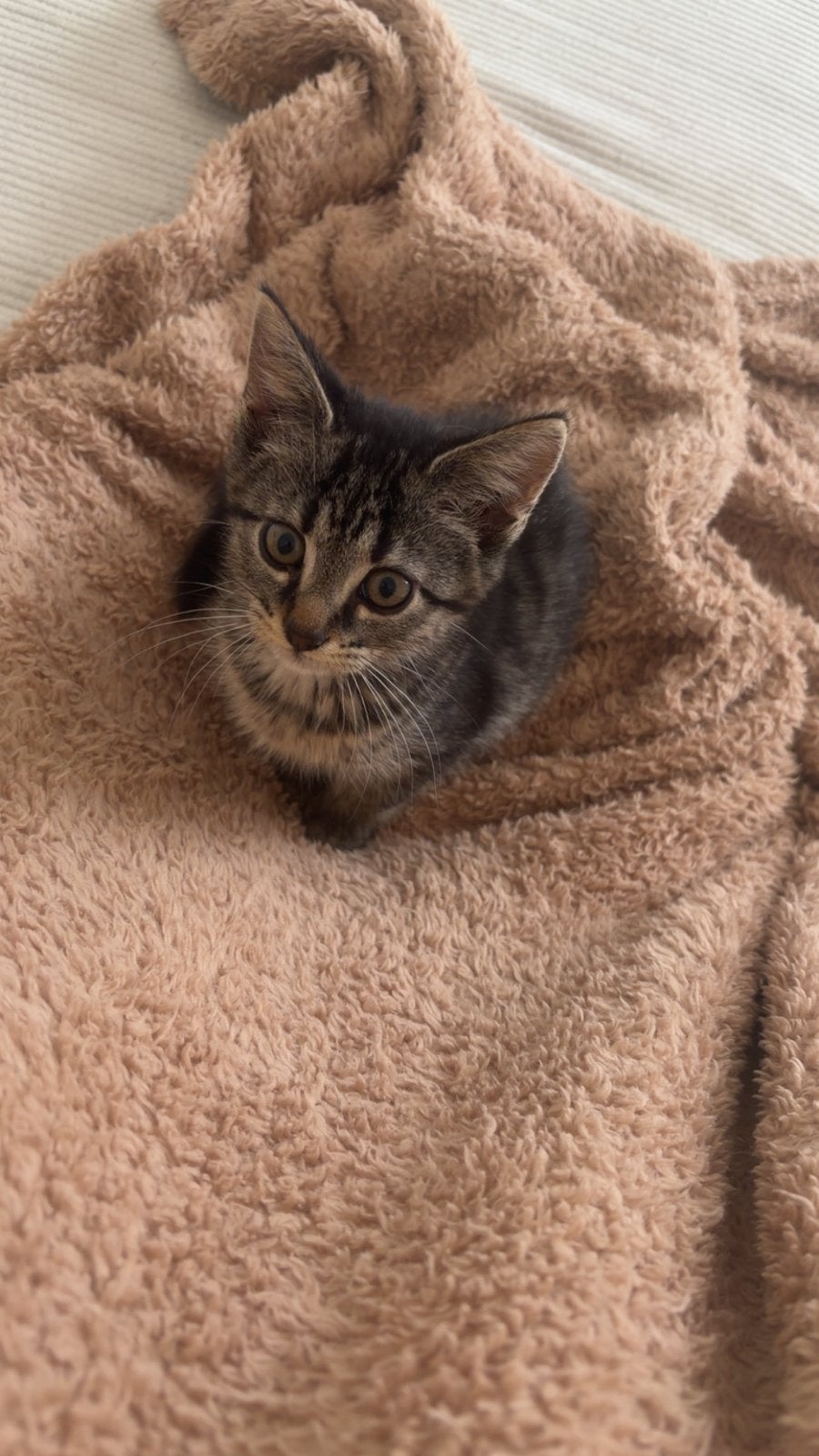 Kittens, Dieren en Toebehoren, Kortharig, 0 tot 2 jaar