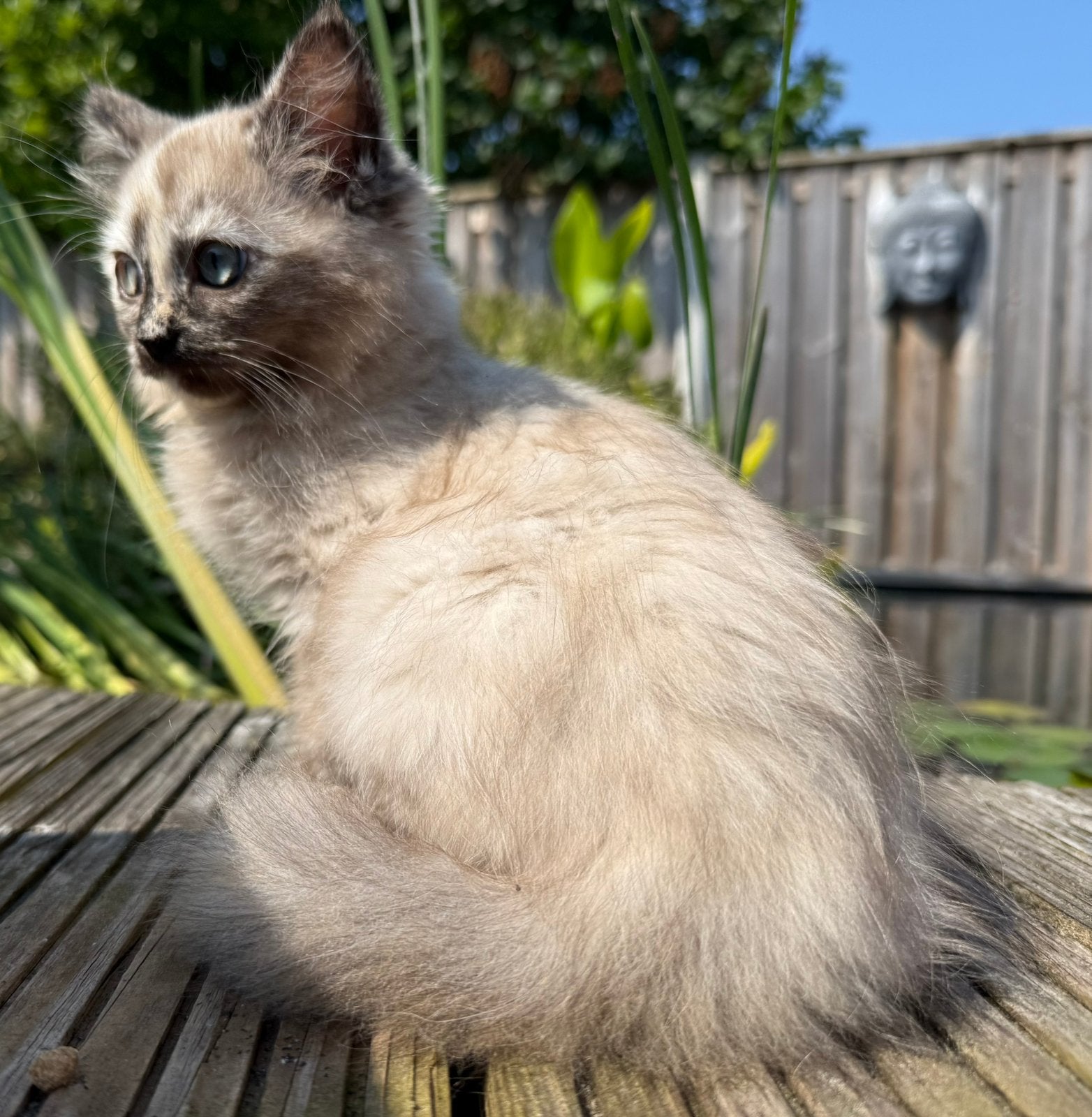Ragdoll kittens (poesjes), Meerdere dieren, Gechipt, 0 tot 2 jaar