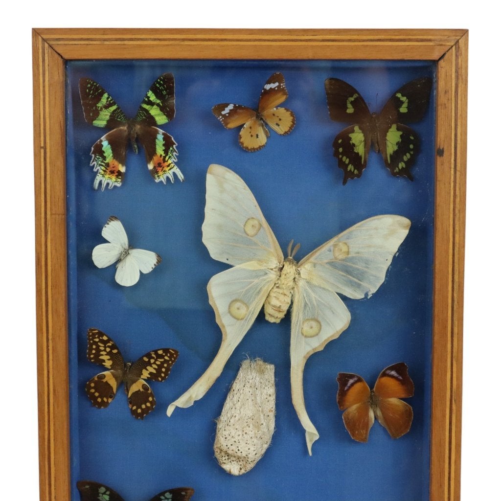 Kleurrijke Ingelijste Vlinders Taxidermie Opgezet Insect, Verzamelen, Ophalen of Verzenden, Gebruikt, Insect, Opgezet dier