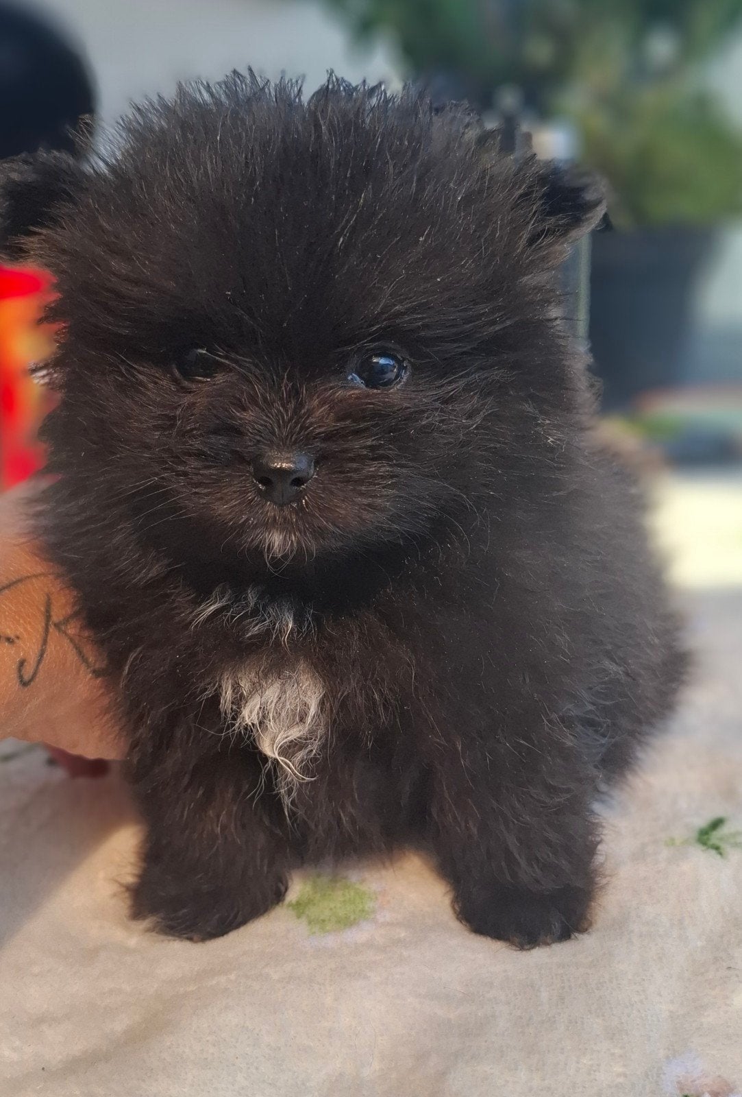 Pomeriaan pups, Dieren en Toebehoren, Honden | Chihuahua's en Gezelschapshonden, 8 tot 15 weken, Meerdere, Meerdere dieren, Nederland