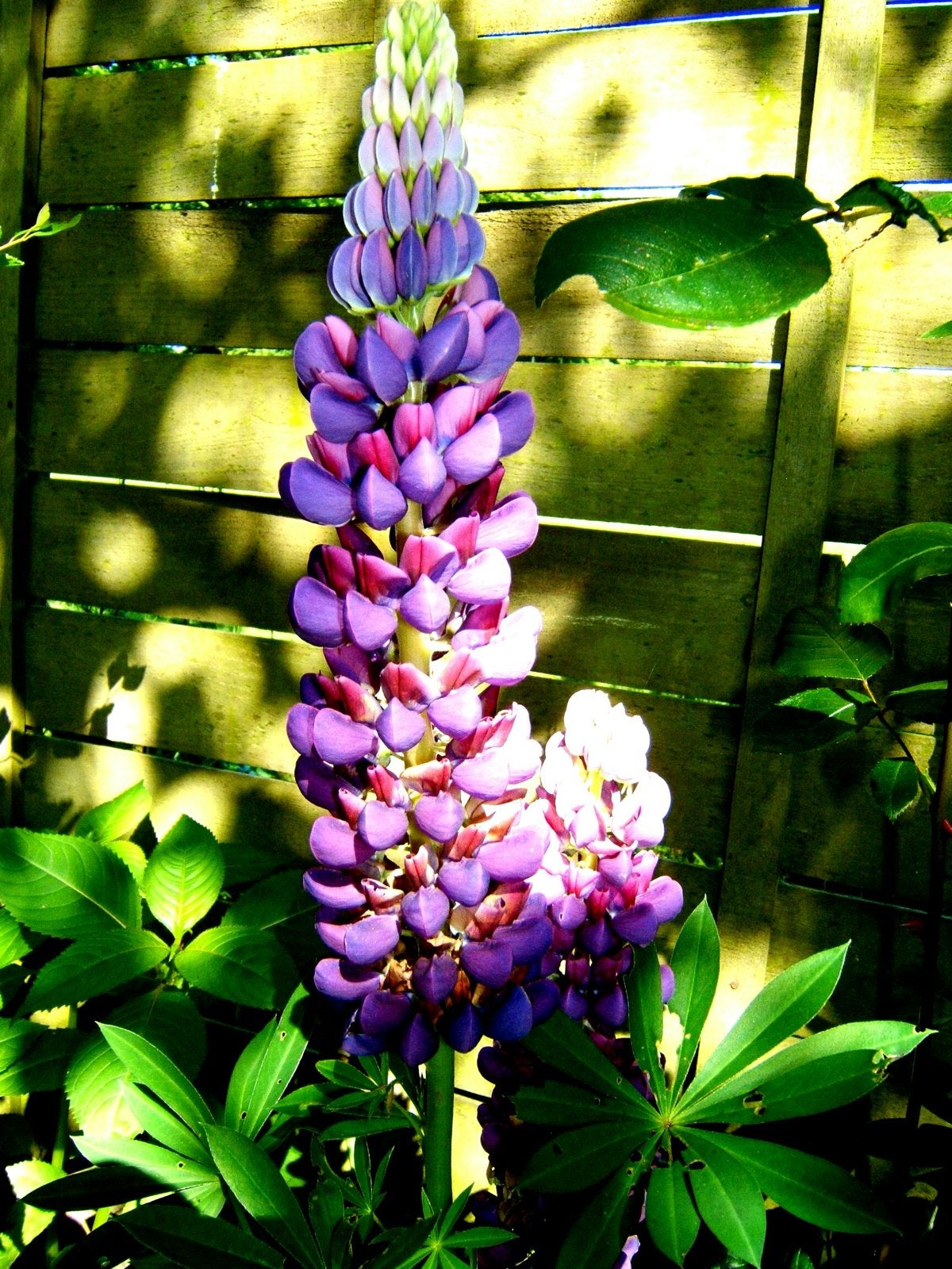 Lupine Zaadjes Prachtige Paarse Bloemen voor uw Tuin, Ophalen of Verzenden, Voorjaar, Volle zon, Zaad