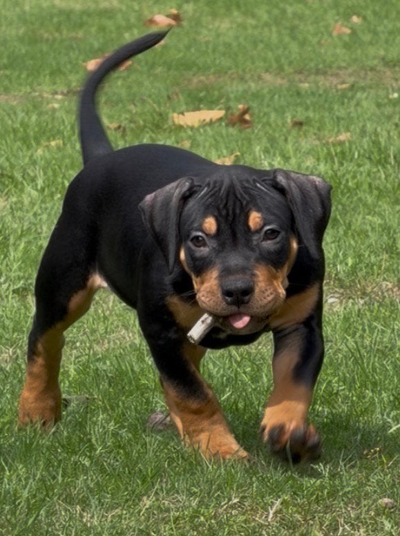AMERICAN BULLY XL PUPPYS 10 WEKEN OUD!, 8 tot 15 weken, Bulldog, Meerdere, Meerdere dieren