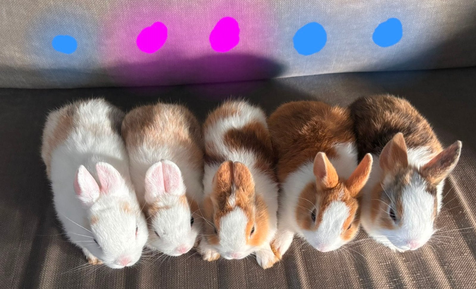 Nog 2 Schattige Loffelohr babykonijntjes!, Dieren en Toebehoren, Konijnen, Geslacht onbekend, Dwerg, 0 tot 2 jaar
