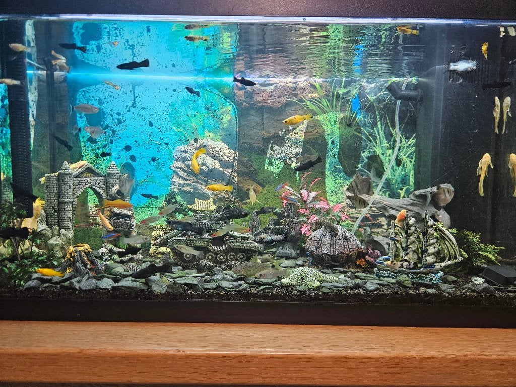 aquarium met alles in, Ophalen, Gevuld zoetwateraquarium
