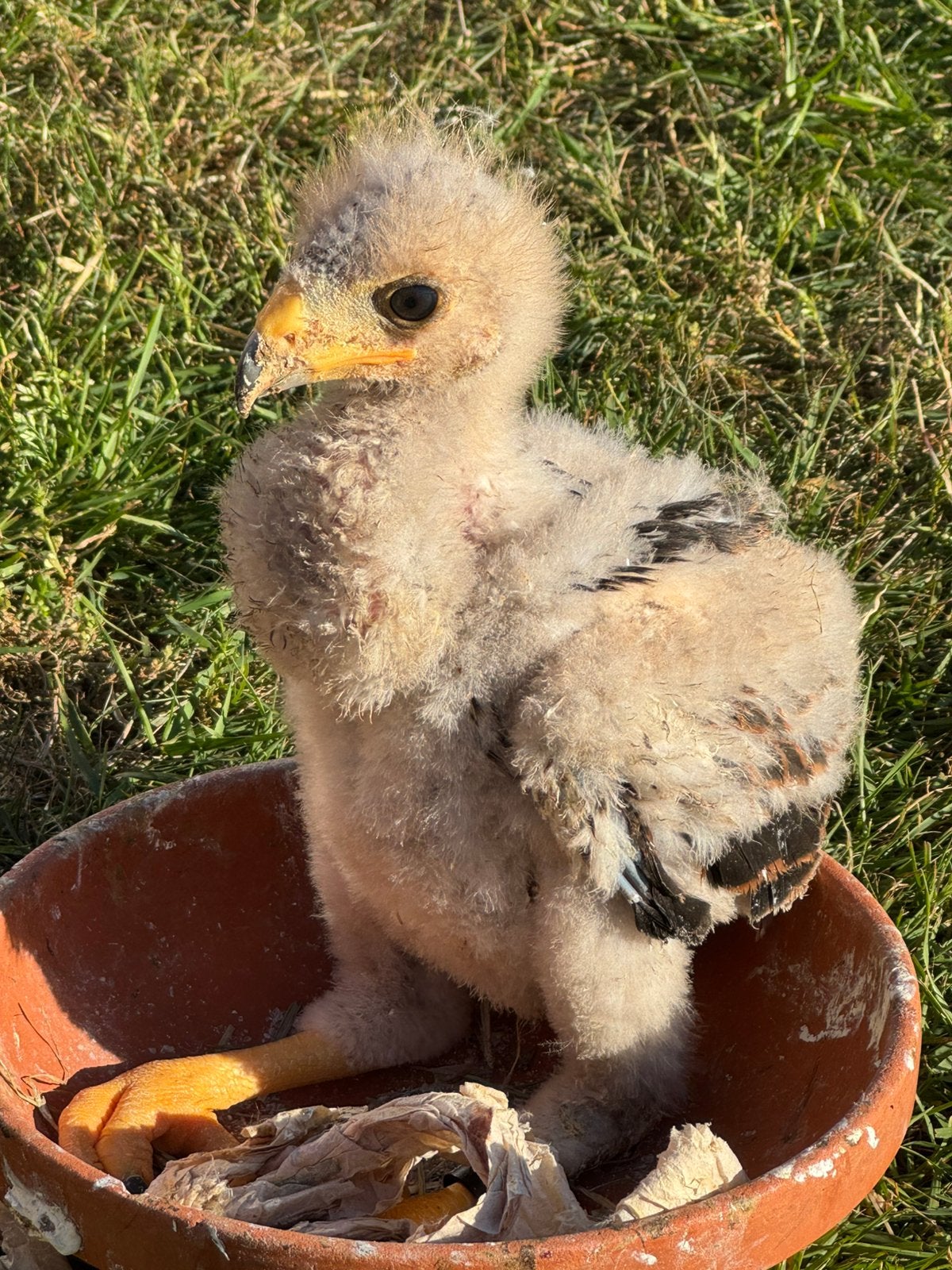Woestijnbuizerds, Meerdere dieren, Geringd