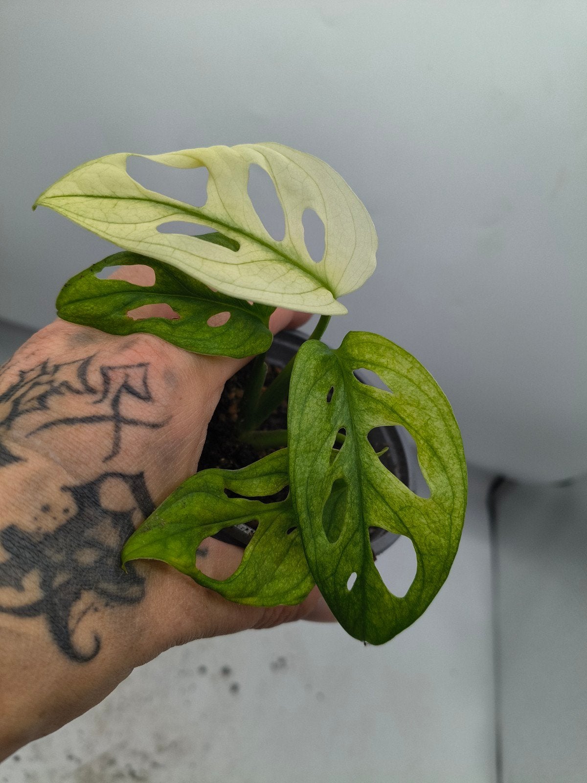 Monstera Archipelago Swedish Ghost plant, Ophalen of Verzenden, Halfschaduw, Minder dan 100 cm