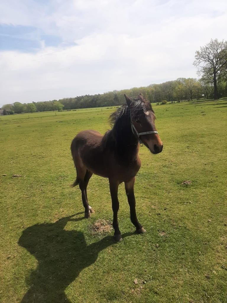 Te koop: mooie hackney pony, Dieren en Toebehoren, Ruin, 3 tot 6 jaar