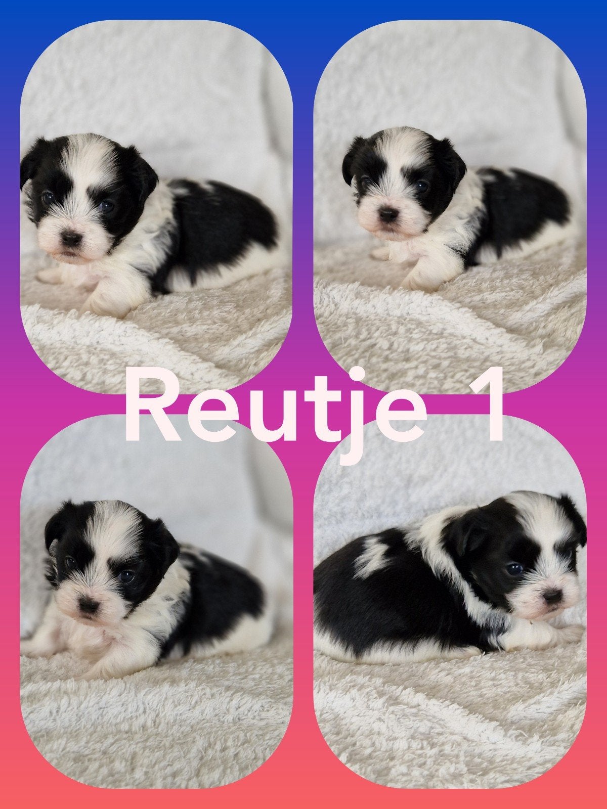boomer  kruising maltezer shih tzu x maltezer, HCC (leverziekte), Overige rassen, 8 tot 15 weken, Meerdere