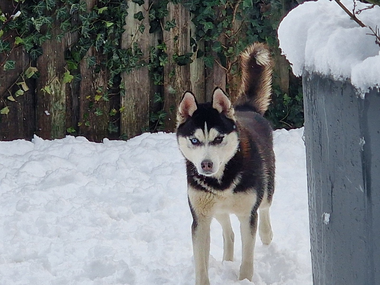 Husky 1,5 jaar, Dieren en Toebehoren, Honden | Poolhonden, Keeshonden en Oertypen, Teef, Poolhond, Particulier, Eén hond, Nederland