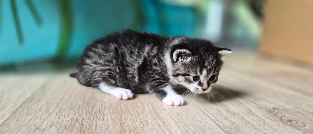 Kittens (vrouwtjes) Nu 6 week oud, Poes