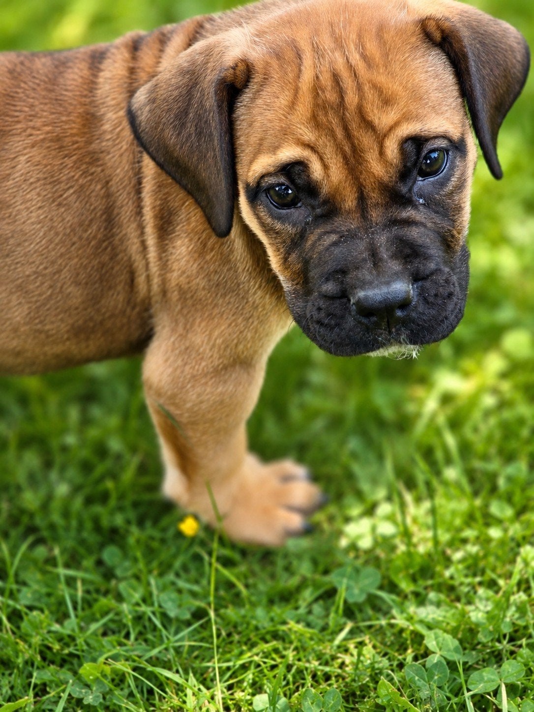 Boerboel pups, Overige rassen, 8 tot 15 weken, Meerdere, Meerdere dieren