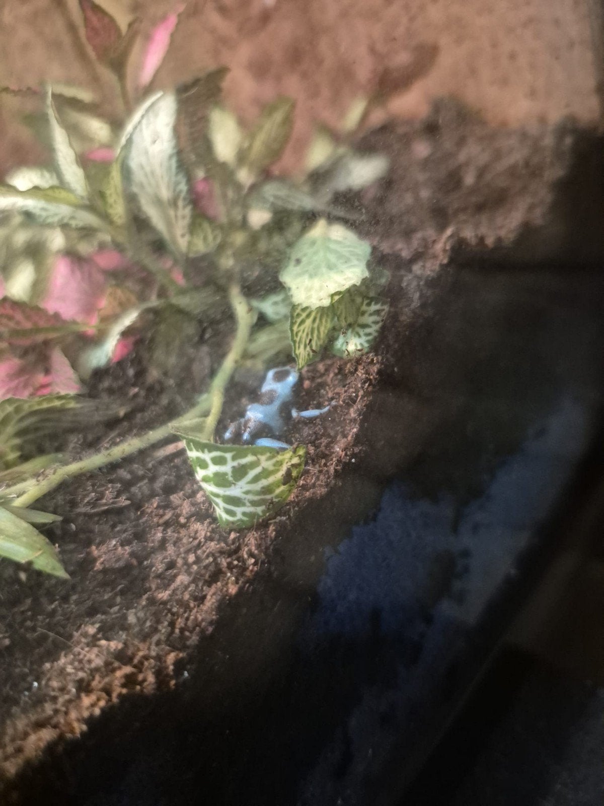 dendrobates Frog photo 4