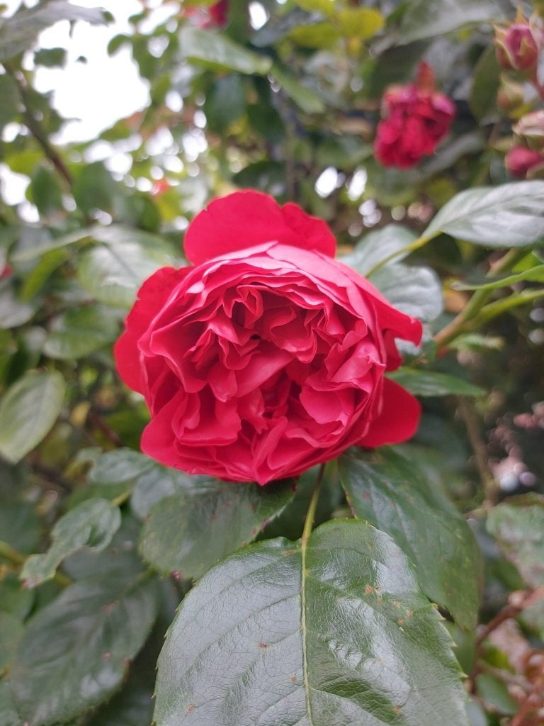 rozen, Volle zon, Vaste plant, Zomer, Ophalen