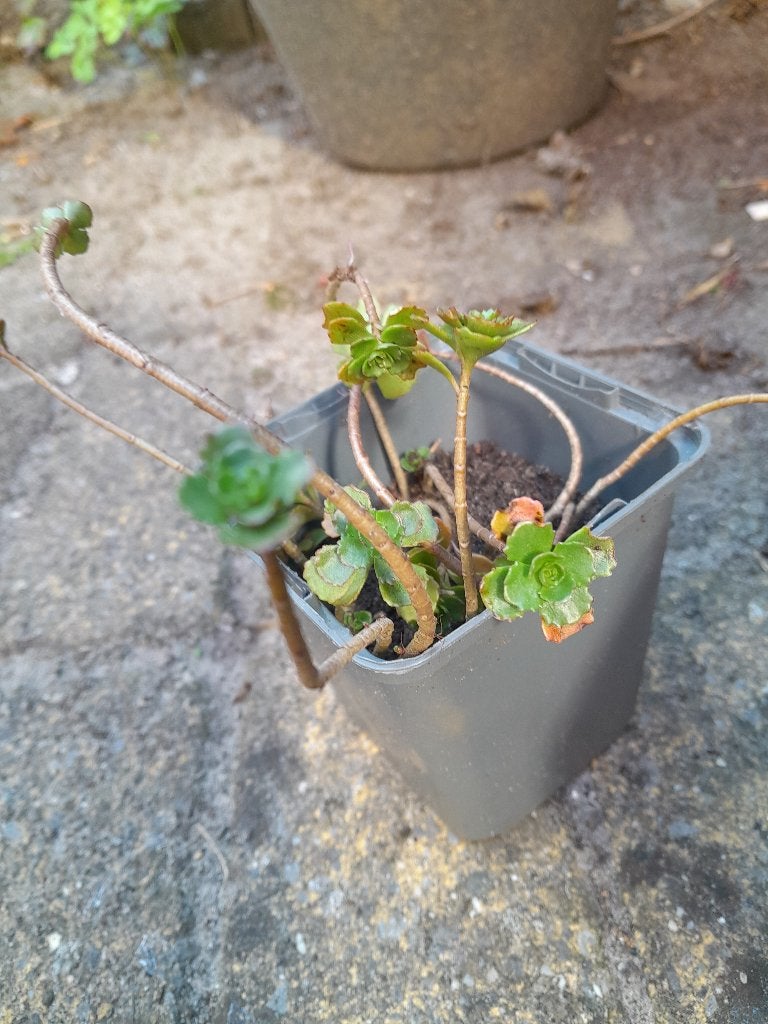 Sedum / Vetkruid / Tuinplant / Bodembedekker, Ophalen, Vaste plant, Bodembedekkers, Volle zon