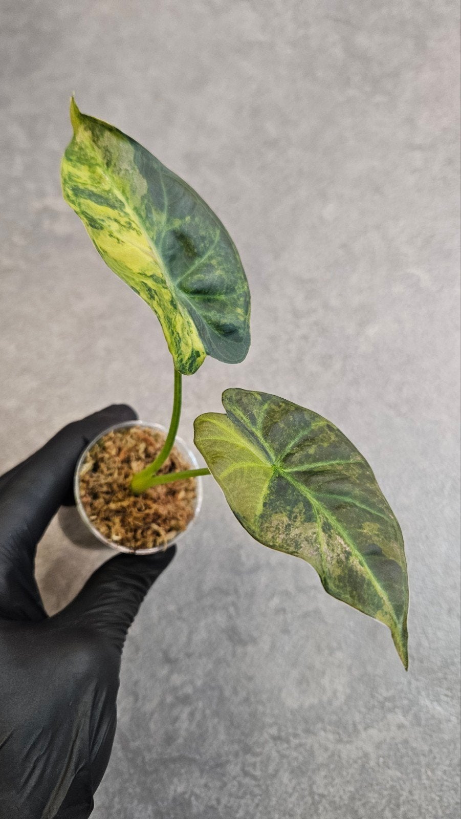 Alocasia Regal Shield Aurea/Gold, Ophalen of Verzenden, Halfschaduw, Minder dan 100 cm