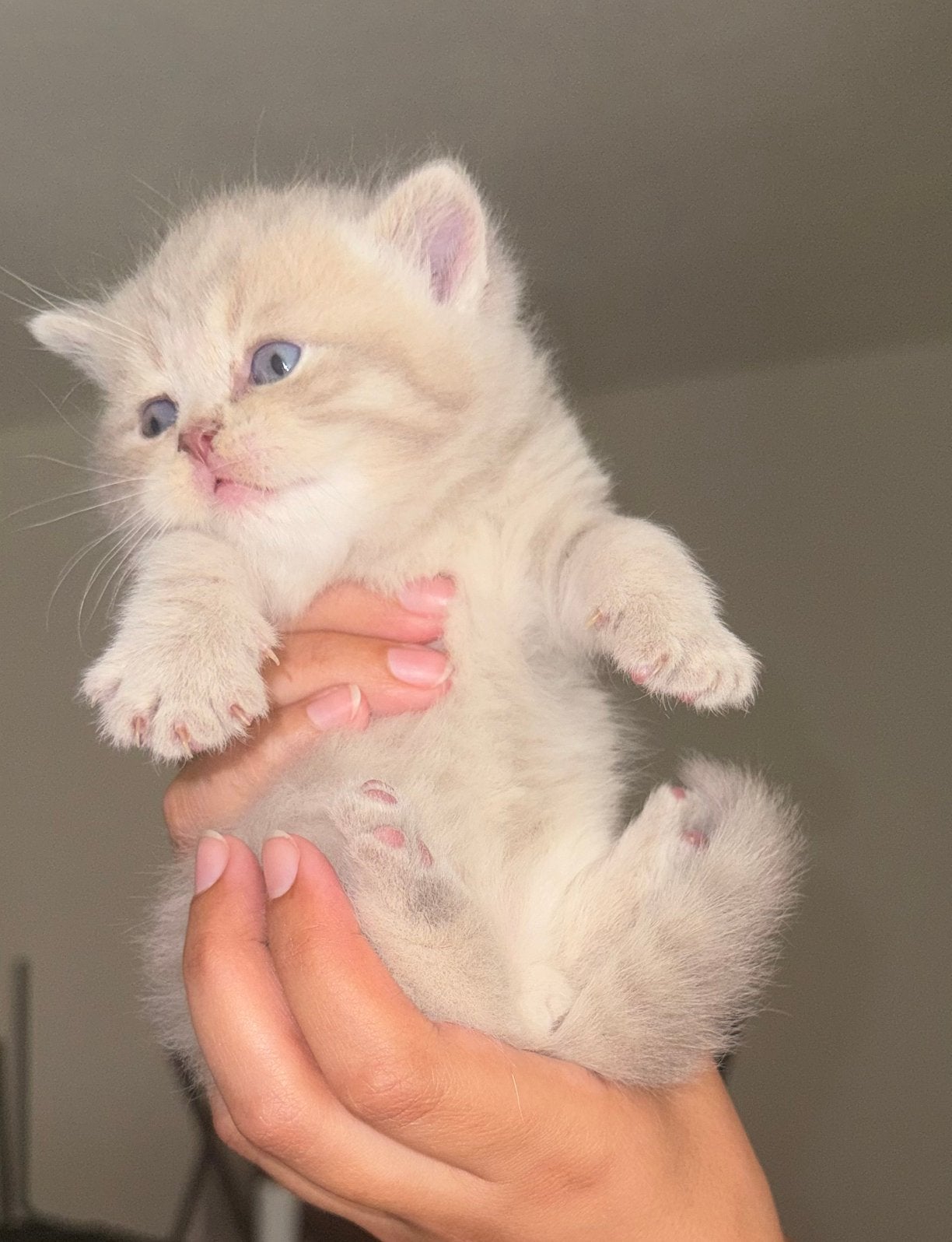 2 britse korthaar kittens., Meerdere dieren, Ontwormd
