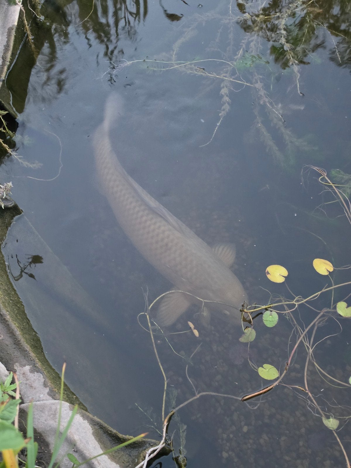 Diverse vijvervissen, Karper of Koi