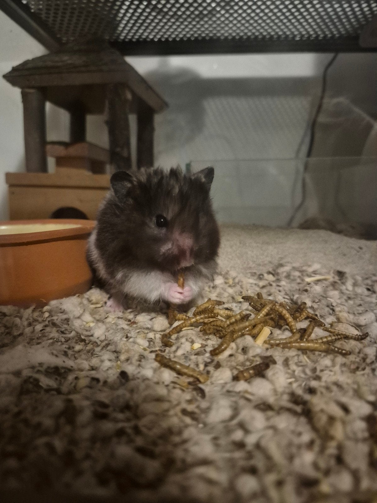 langharige goudhamster met terrarium, Dieren en Toebehoren, Hamster, Juni, Mannelijk, Tam