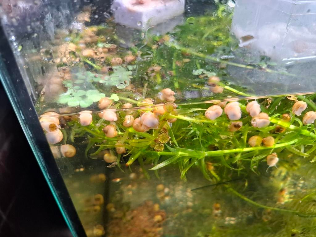 Appelslakken (Mystery snail) te koop uit eigen kweek, Slak of Weekdier
