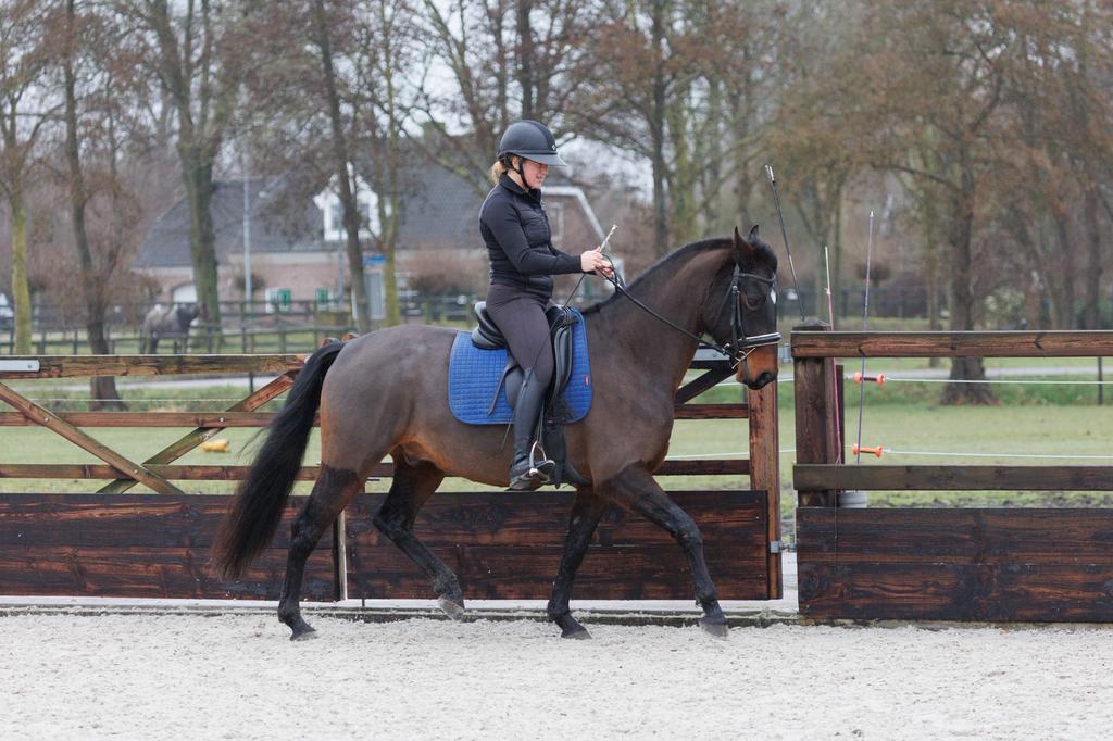 Ontzettend lieve E pony ruin, Minder dan 160 cm, Met stamboom, Ruin, 3 tot 6 jaar