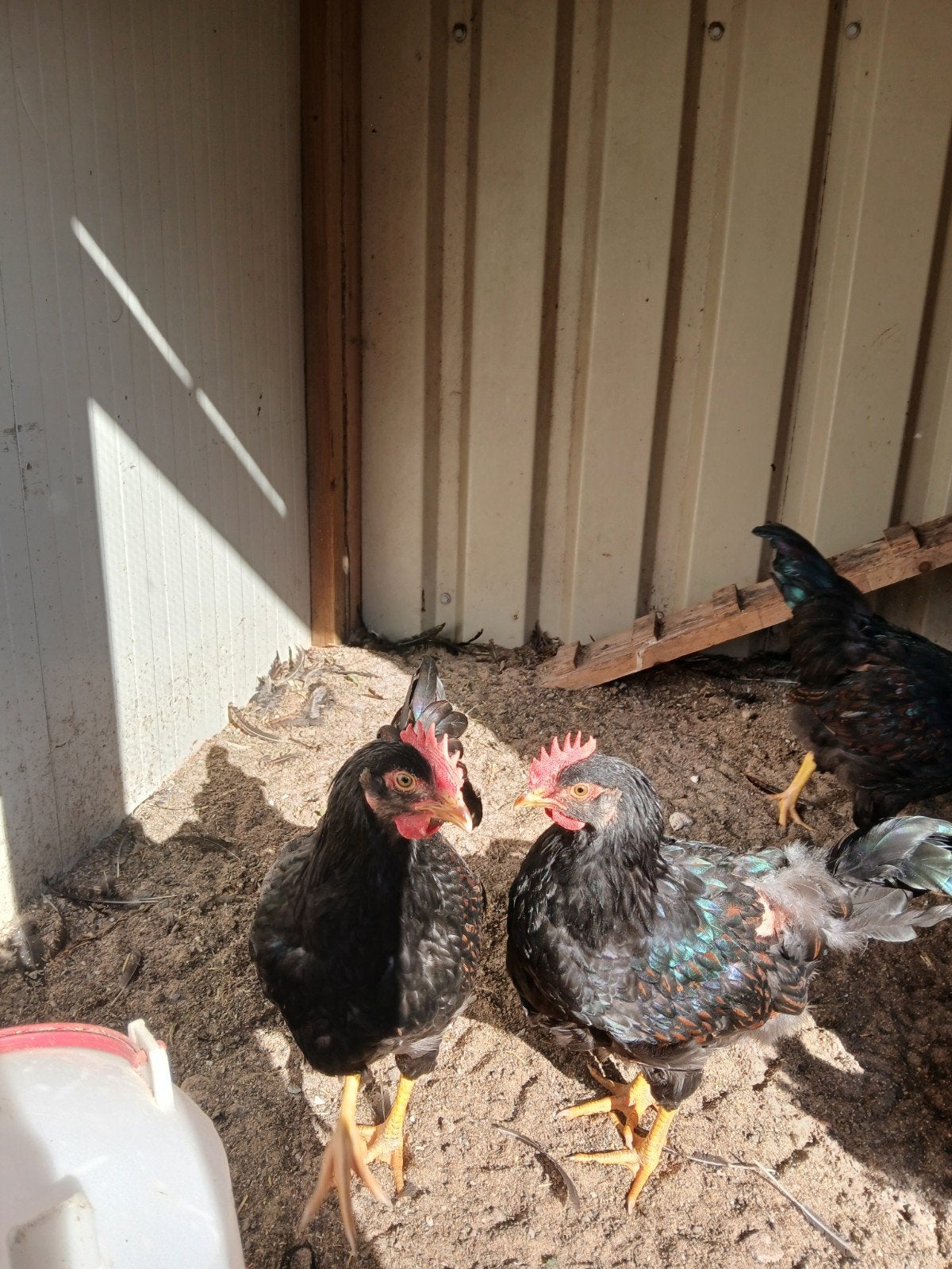 Barnevelder dubbelgezoomd jonge hanen, Dieren en Toebehoren, Pluimvee, Mannelijk, Kip