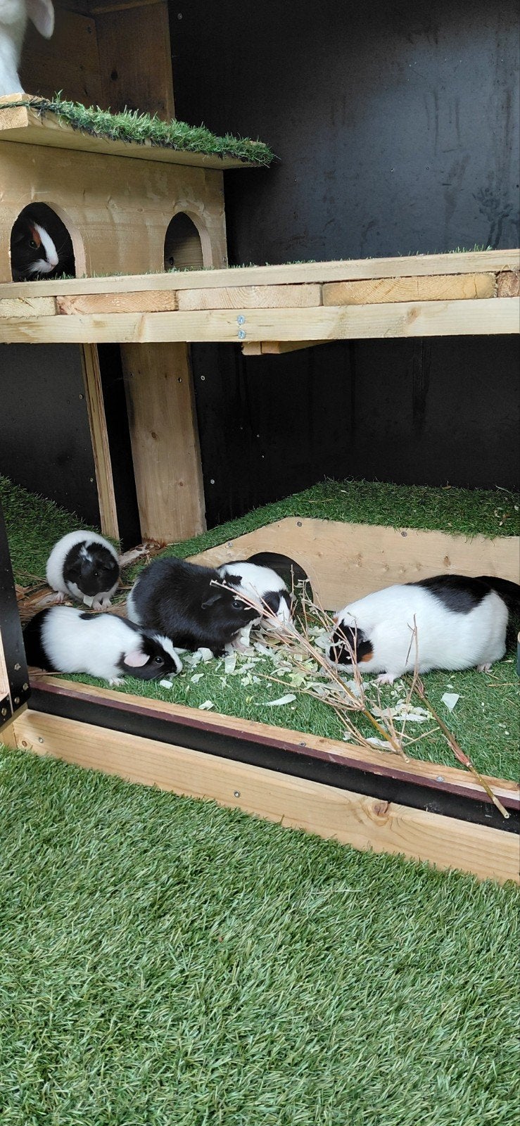 Cavia zeugjes, Januari, Vrouwelijk, Cavia