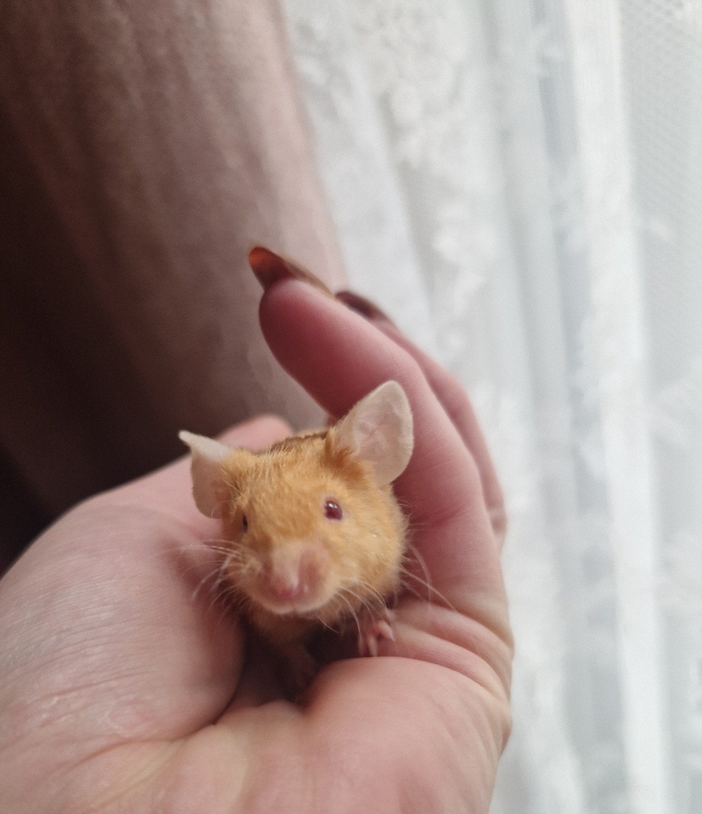 Lieve tamme rex kleurmuis oranje agounti man muis, Juni, Muis, Mannelijk, Tam