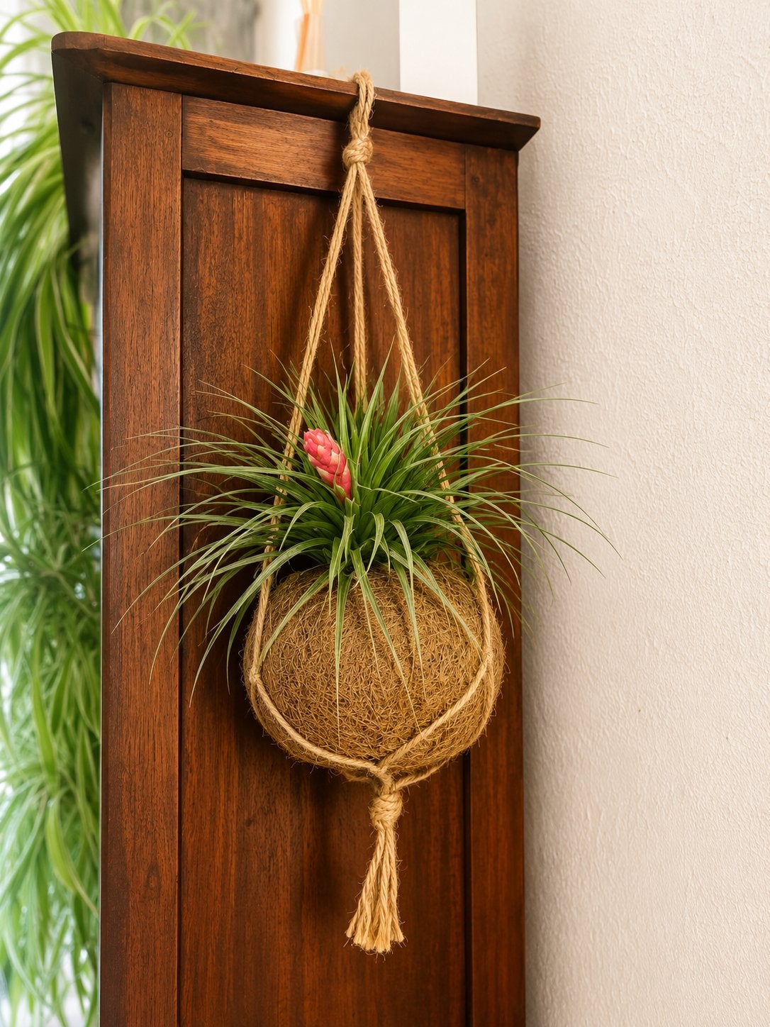 Tillandsia Houston XXL + Kokedama, Ophalen of Verzenden, Halfschaduw, Minder dan 100 cm