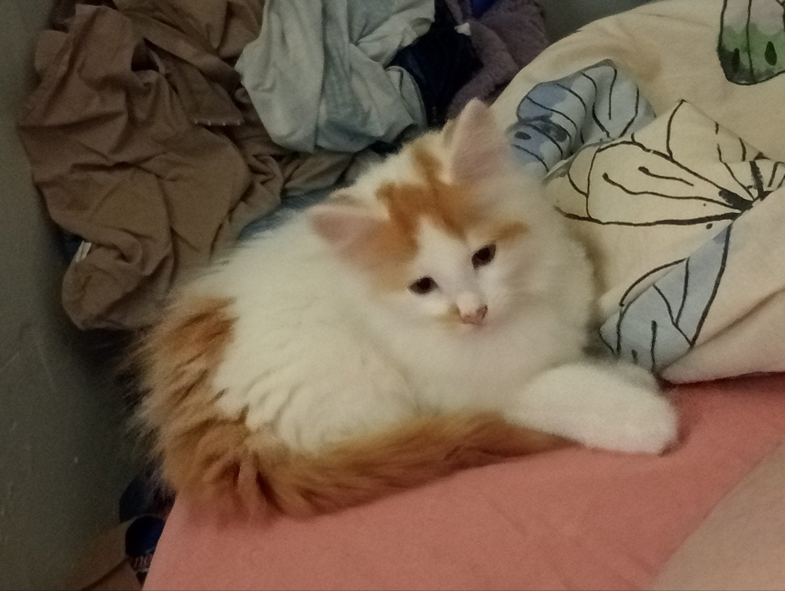 Kruising Main coon, Kater, Ontwormd, 0 tot 2 jaar