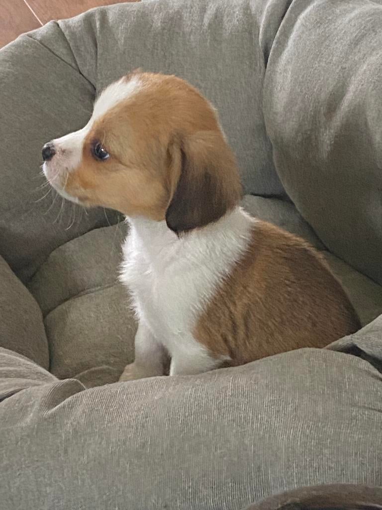 Hele mooie BEAGLE x KOOIKER pup - teefje, Dieren en Toebehoren, Honden | Niet-rashonden, Parvo, Nederland, 8 tot 15 weken, Teef