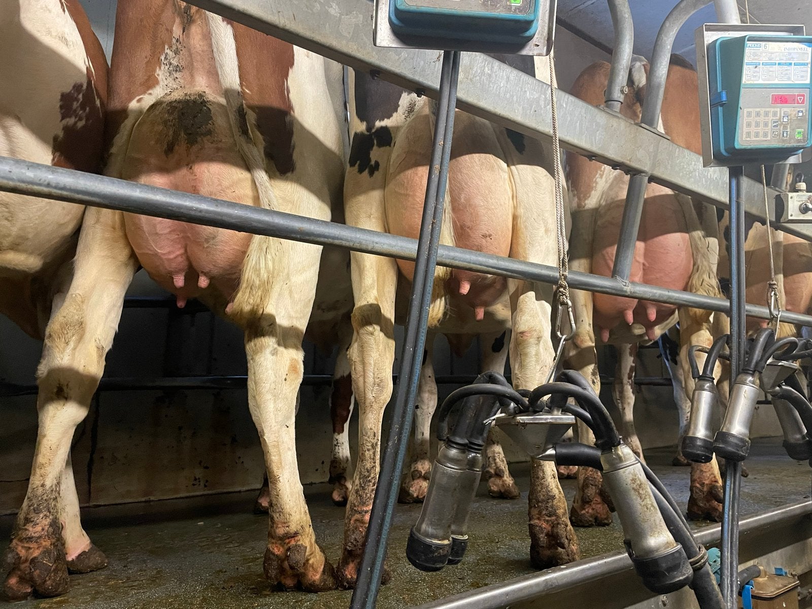 Jongvee RB en ZB te koop, Dieren en Toebehoren, Runderen, Vrouwelijk, 0 tot 2 jaar