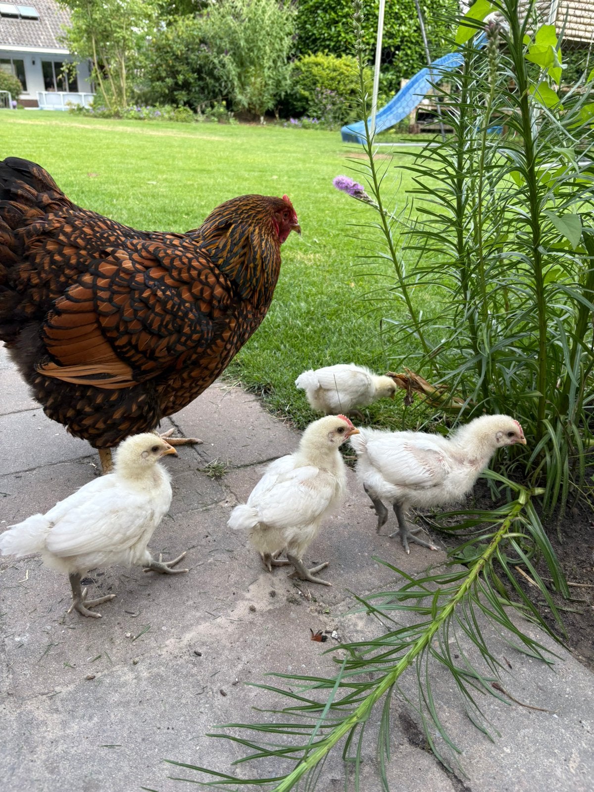 Poule de bresse haantjes, Mannelijk, Kip