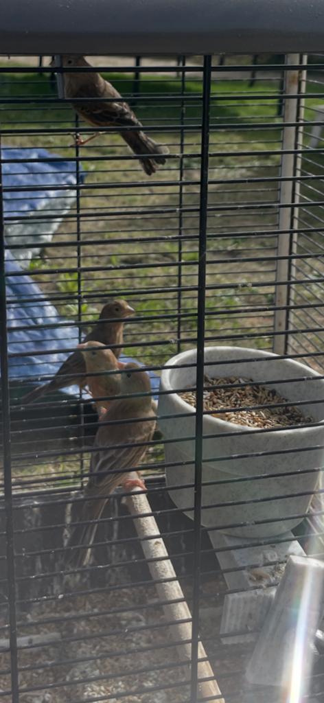 Roodmus popje, Dieren en Toebehoren, Vrouwelijk, Kleurkanarie