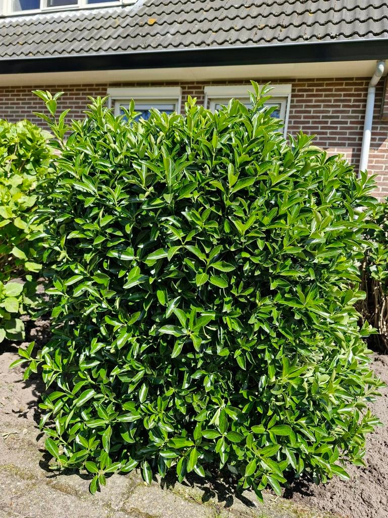 4 grote buxus struiken, Ophalen, Buxus, Minder dan 100 cm
