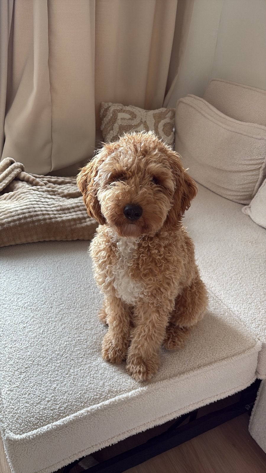 Herplaatser Labradoodle mini, Dieren en Toebehoren, 15 weken tot 1 jaar, Eén hond, Nederland, Particulier