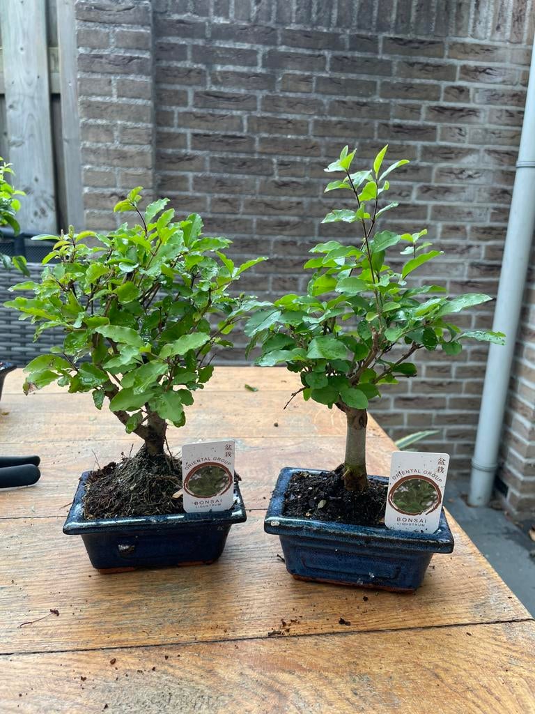 Bonsai verschillende soorten €10 per stuk, Volle zon, Bloeit niet, Minder dan 100 cm, Overige soorten