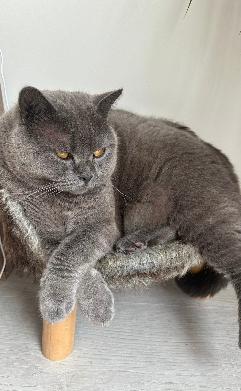 Brits Korthaar kat, Kater, Gechipt